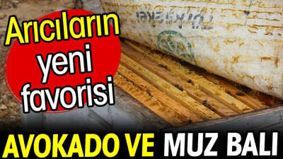 Arıcıların yeni favorisi: Avokado ve muz balı
