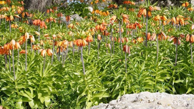 Ters laleler renk cümbüşü yarattı