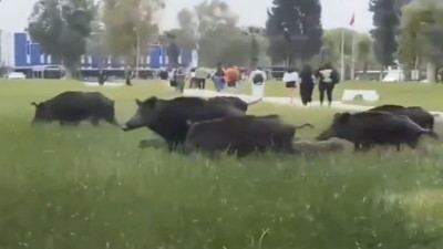 Ege Üniversitesi kampüsünde domuz sürüsü!