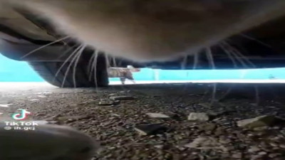 Bir kedinin başka bir kediyi kovalığı anlar viral oldu