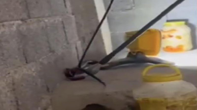 İtfaiyeden 1 buçuk metrelik yılan operasyonu