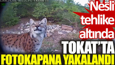 Tokat'ta, nesli tehlikede olan vaşak fotokapana yansıdı