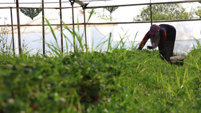 Kilosu 60 liradan gidiyor! Elazığ’da örtü altı ilk hasadı yapıldı...