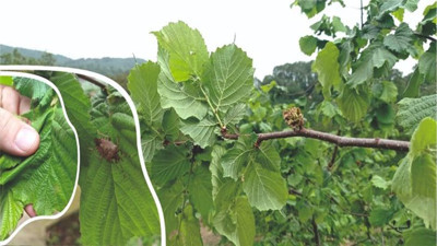 Fındığı bekleyen büyük tehlike! Çalışma başlatıldı...