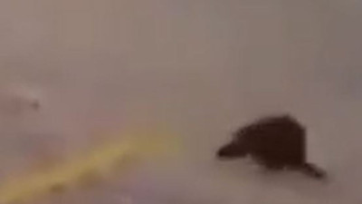 Kendini yere atıp taklalar atan AKP'linin ikizi çıktı. Bu bir biraz da gülelim haberidir