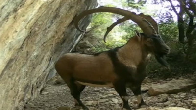 Akdeniz ve Ege'deki yaban hayatı fotokapanlara yansıdı