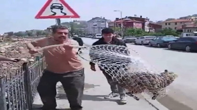 İnşaat çukuruna düşen çakal kurtarıldı