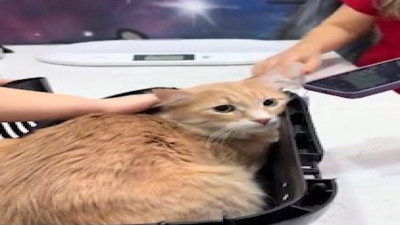 Fenerbahçe marşıyla sakinleşip aşı olan kedi