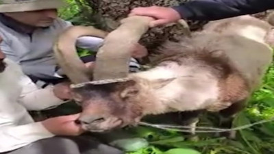 Yaralı halde bulunan yabani teke tedavi altına alındı