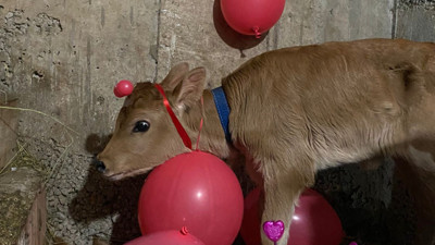 Buzağıya yapılan baby shower sosyal medyayı salladı!