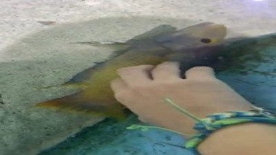 Kendini sevdiren balık izleyenleri şaşırttı