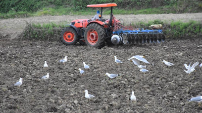 Martılar aç kalınca tarlalara dadandı