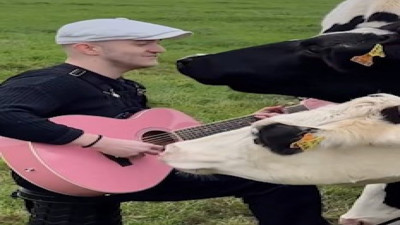 İnekler gitar çalan müzisyeni yalnız bırakmadı