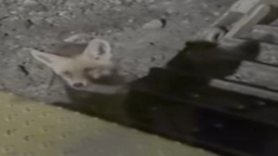 Tilki ile dozer operatörünün muhabbeti gülümsetti