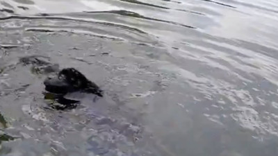 Balıkçı suda gördüğü karaltıya yaklaştıkça şaşkınlığı arttı