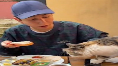 Turistin aç kediyle imtihanı sosyal medyada viral oldu