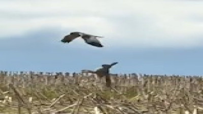 Yavrularını korumak isteyen anne tavşan şahine kafa tuttu