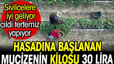 Sivilcelere iyi geliyor cildi tertemiz yapıyor. Hasadına başlanan mucizenin kilosu 30 lira