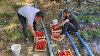 Sason Çileğinin ilk hasadı başladı