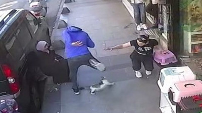 'Yedi Bela Hüsnü' isimli kedi yoldan geçenlere terör estiriyor