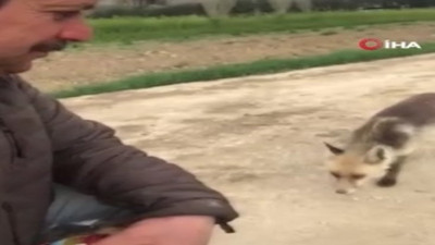 Aç tilkiye elleriyle kurabiye yedirdi