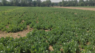 Jandarma izinsiz ekilen haşhaşı imha etti