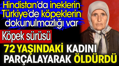 Köpek sürüsü 72 yaşındaki kadını parçalayarak öldürdü. Hindistan'da ineklerin Türkiye'de köpeklerin dokunulmazlığı var