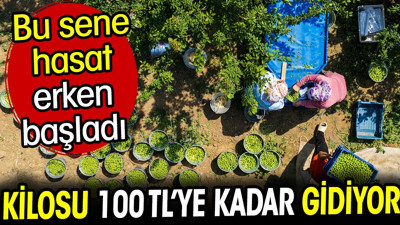 Kilosu 100 TL'ye kadar gidiyor. Hasadı bu sene erkenden başladı