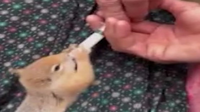 Yavru sincapları şırıngayla beslediler