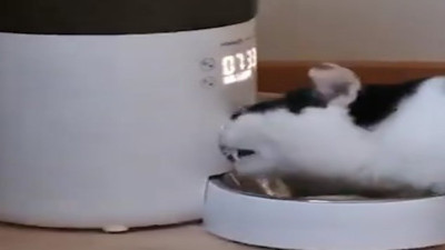 Kasesini boş gören kedinin mama makinesiyle verdiği savaş güldürdü