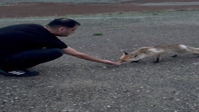 Tilkiye elleriyle kaju yedirdi