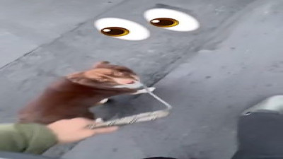 Tasmasını bırakan sahibine sinirlenen köpek güldürdü