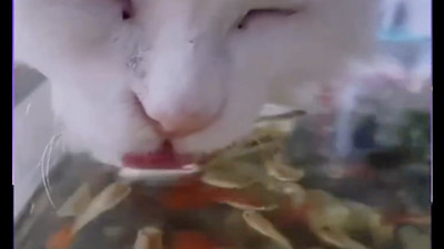 Komik kedi hareketi: Akvaryumdan su içerken balıkları yiyen kedi