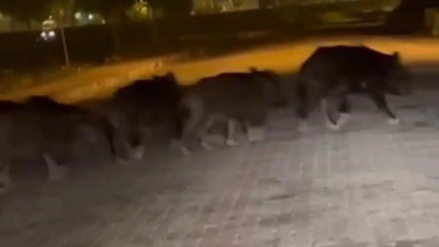 Aç kalan domuz sürüsü ilçe merkezine indi