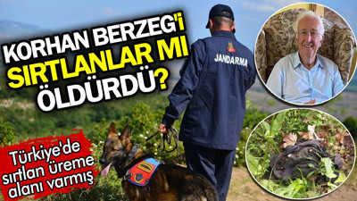 Korhan Berzeg'i sırtlanlar mı öldürdü? Türkiye'de sırtlan üreme alanı varmış