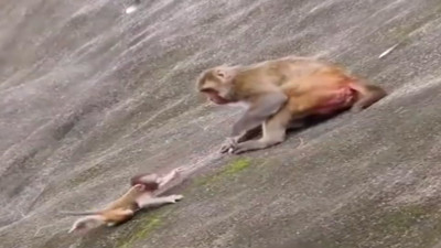 Anne maymun yavrusunu uçurumdan aşağı attı!