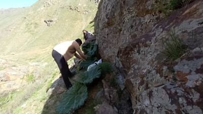 Kemik erimesini durduruyor kansere duvar örüyor. Köylüler bedava topluyor kilosunu 200 TL'ye satıyor