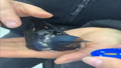 Otomobil camına çarpan kuşa kalp masajı yaptı