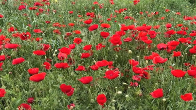 Tekirdağ'daki gelincik tarlaları göz kamaştırdı