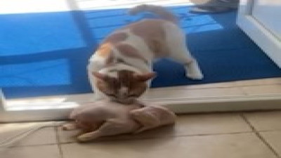 Kedi düdüklü tenceredeki bütün tavuğu alıp kaçtı