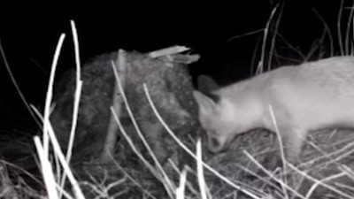 Tilkinin post mücadelesi fotokapana yansıdı