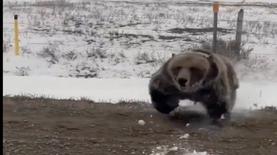 Anne ayının yavrularını korumak için arabaya saldırdığı anlar