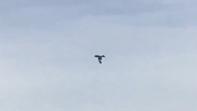 İnsana benzeyen cismin Meksika semalarında görüldüğü iddia edildi