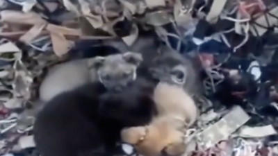 Enkaz arasında kalan hayvanların dayanışması göz doldurdu