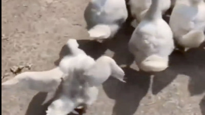 Sosyal medyayı sallayan ördek: "Ördek Ailesinin Delisi"