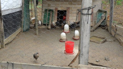 Sokak köpekleri ördek yavrularını parçaladı