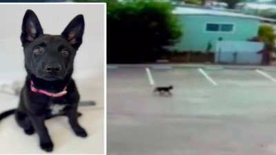 Üç aylık köpek acımasızca terk edildi