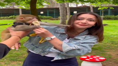 Fotoğraf çekinmek istediği maymundan tokat yedi