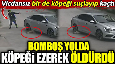 Bomboş yolda köpeği ezerek öldürdü. Vicdansız bir de köpeği suçlayıp kaçtı