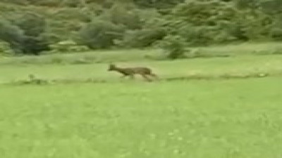 Karacalar cep telefonu kamerasıyla görüntülendi